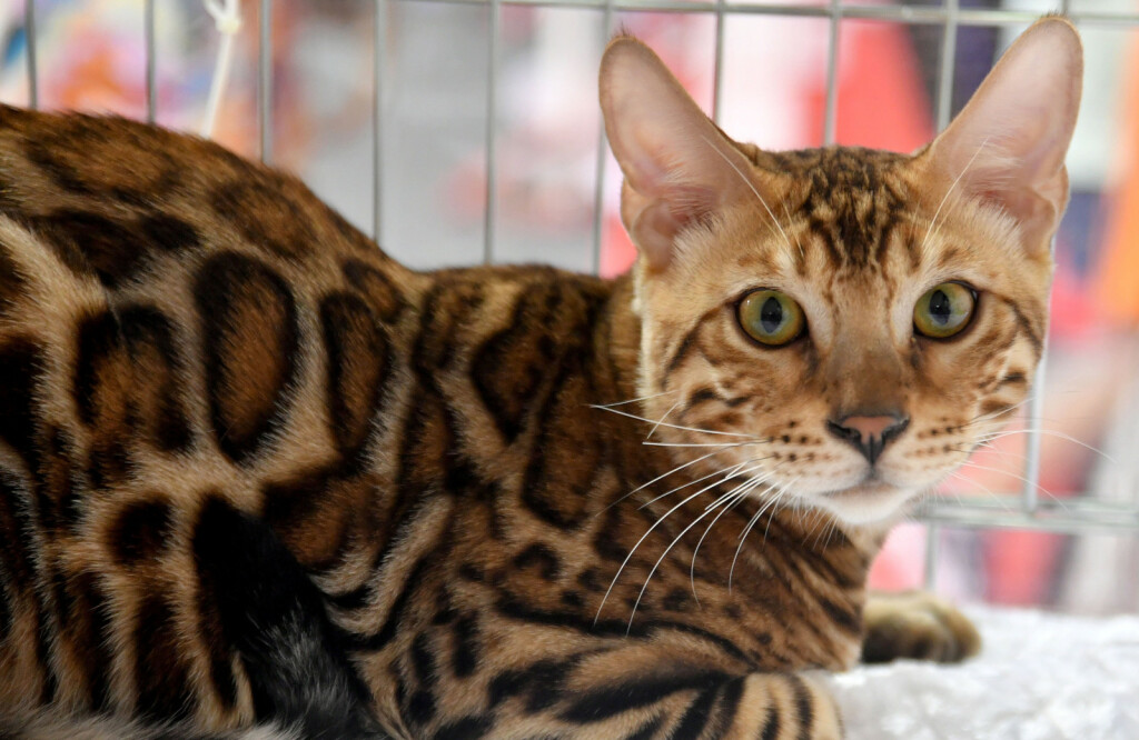 Mediteranska izložba šampionskih mačaka u Opatiji - 10