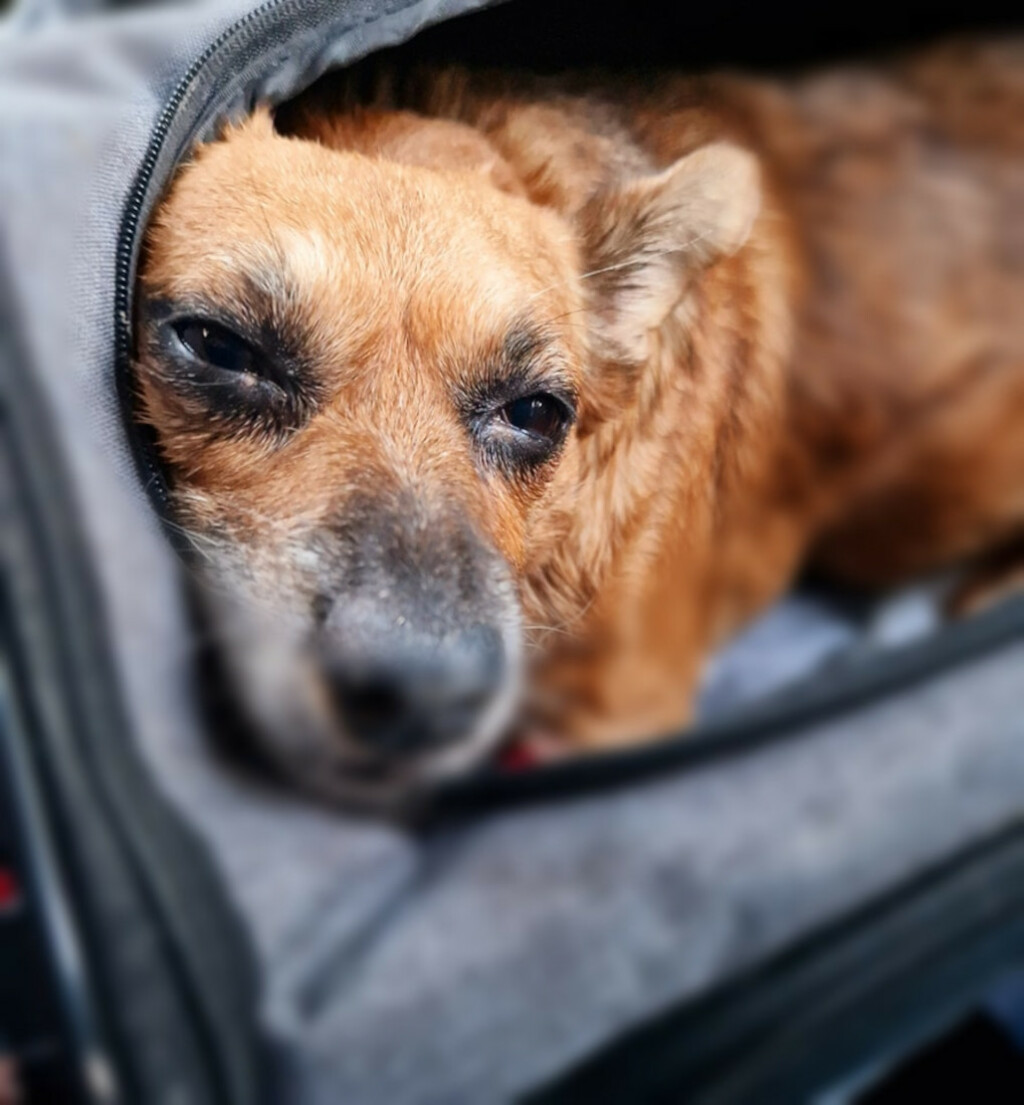 Mala Malina bila je prvi pas u Hrvatskoj koji je imao svoju stranicu na Facebooku te pričao o sebi u prvom licu