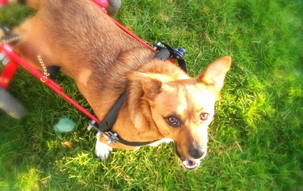 Mala Malina bila je prvi pas u Hrvatskoj koji je imao svoju stranicu na Facebooku te pričao o sebi u prvom licu - 8