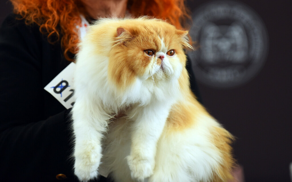 WFC Svjetska izložba mačaka u Karlovcu - 15