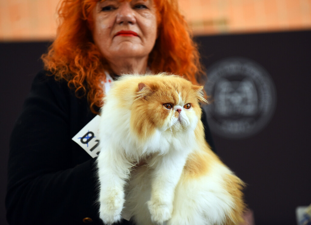 WFC Svjetska izložba mačaka u Karlovcu - 18