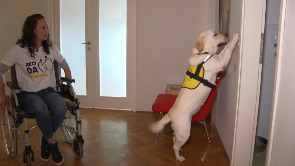 Radni psi iz Udruge za školovanje pasa vodiča i mobilitet - 3