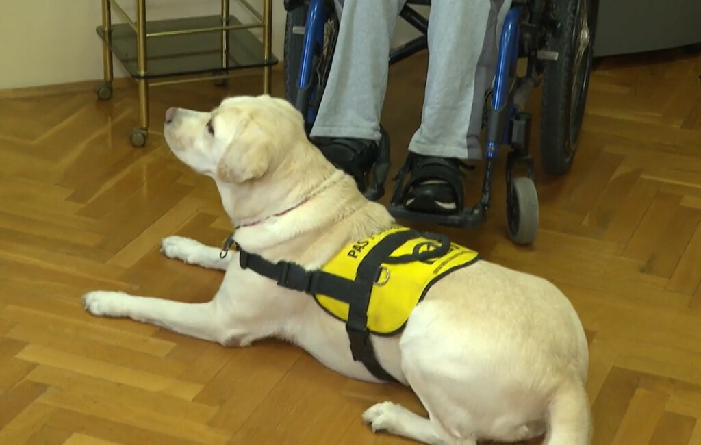 Radni psi iz Udruge za školovanje pasa vodiča i mobilitet - 6
