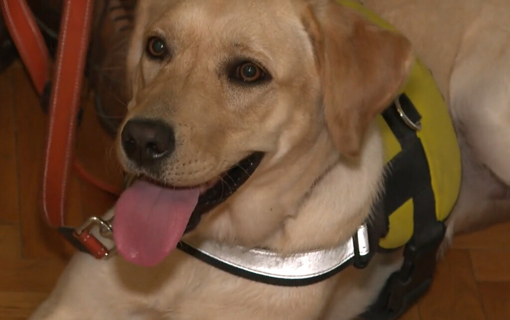 Radni psi iz Udruge za školovanje pasa vodiča i mobilitet - 7