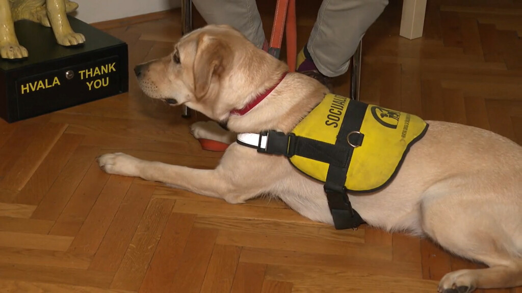 Radni psi iz Udruge za školovanje pasa vodiča i mobilitet - 9