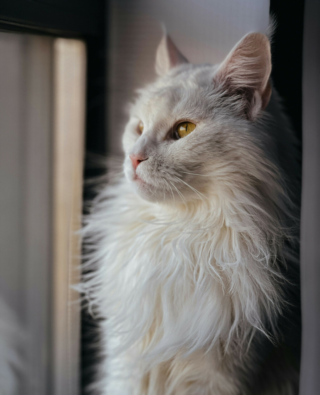 Mačka Maine Coon