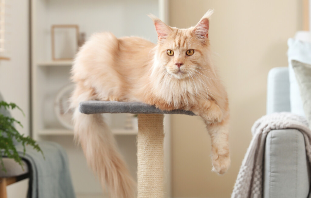 Mačka Maine Coon