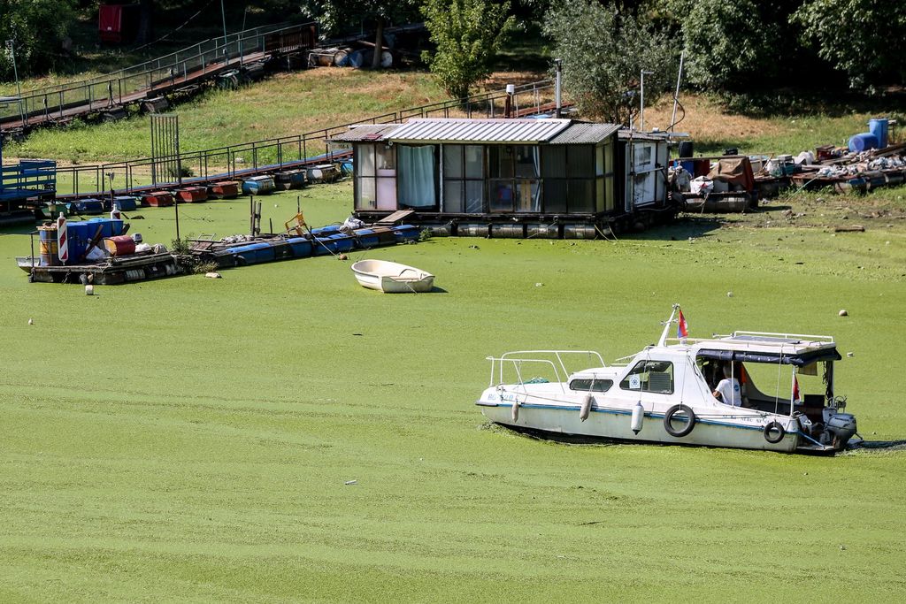 Rijeka Sava u Beogradu promijenila boju - potpuno je zelena - 1