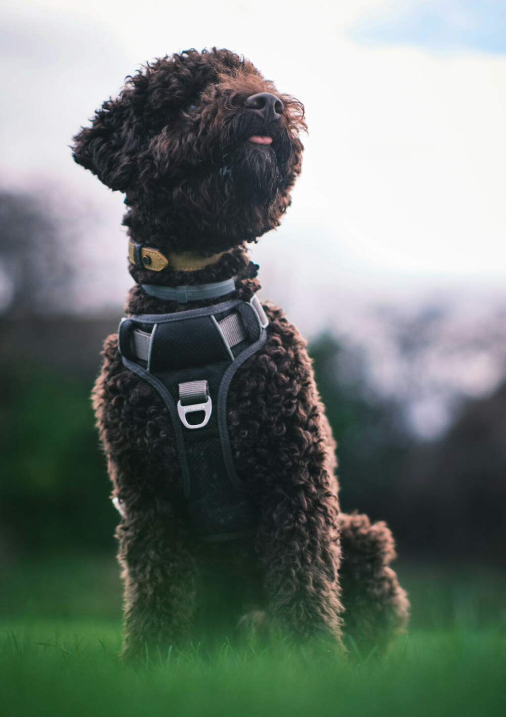 Lagotto Romagnolo