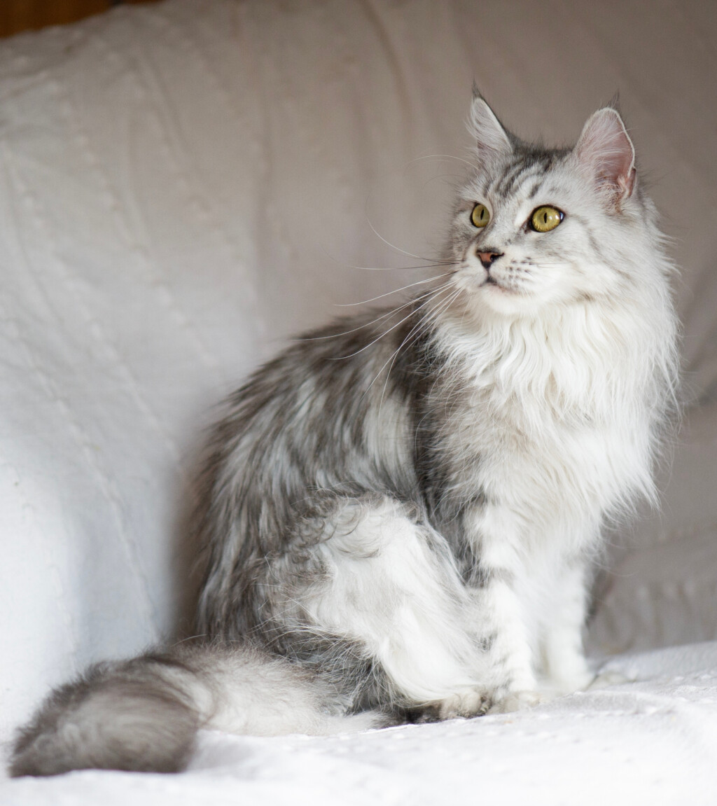 Maine Coon