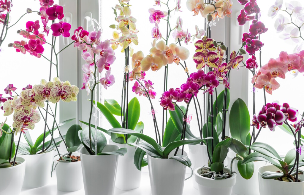Orhideje