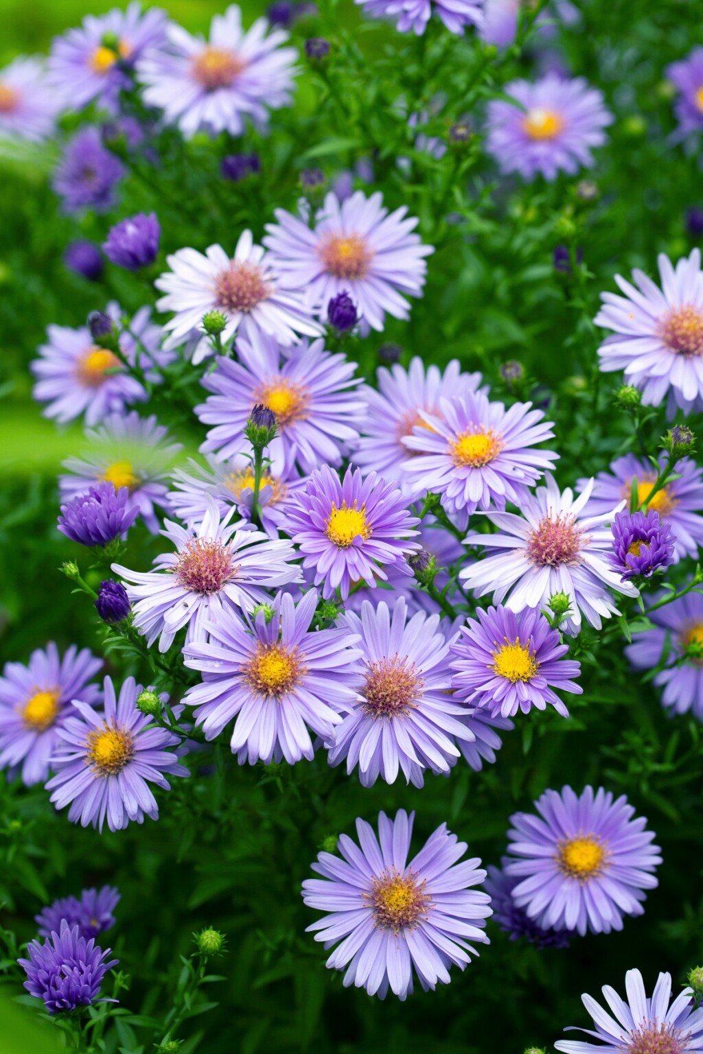 Aster