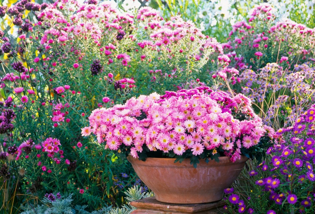 Krizantema je jedan od idealnih cvjetova za jesenski vrt