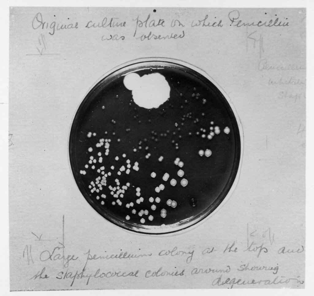 Posudica u kojoj je Fleming proučavao Penicillium notatum