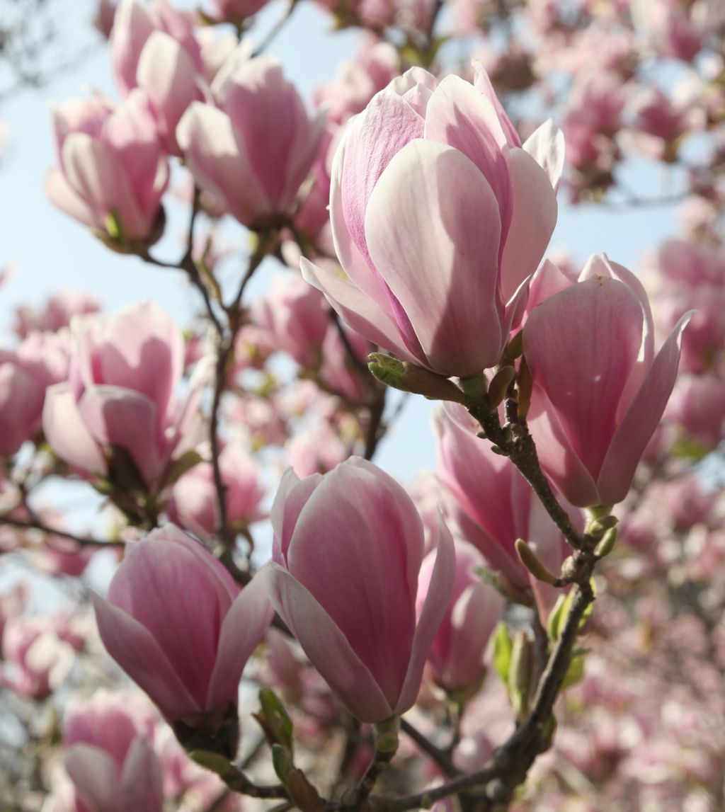 Magnolija