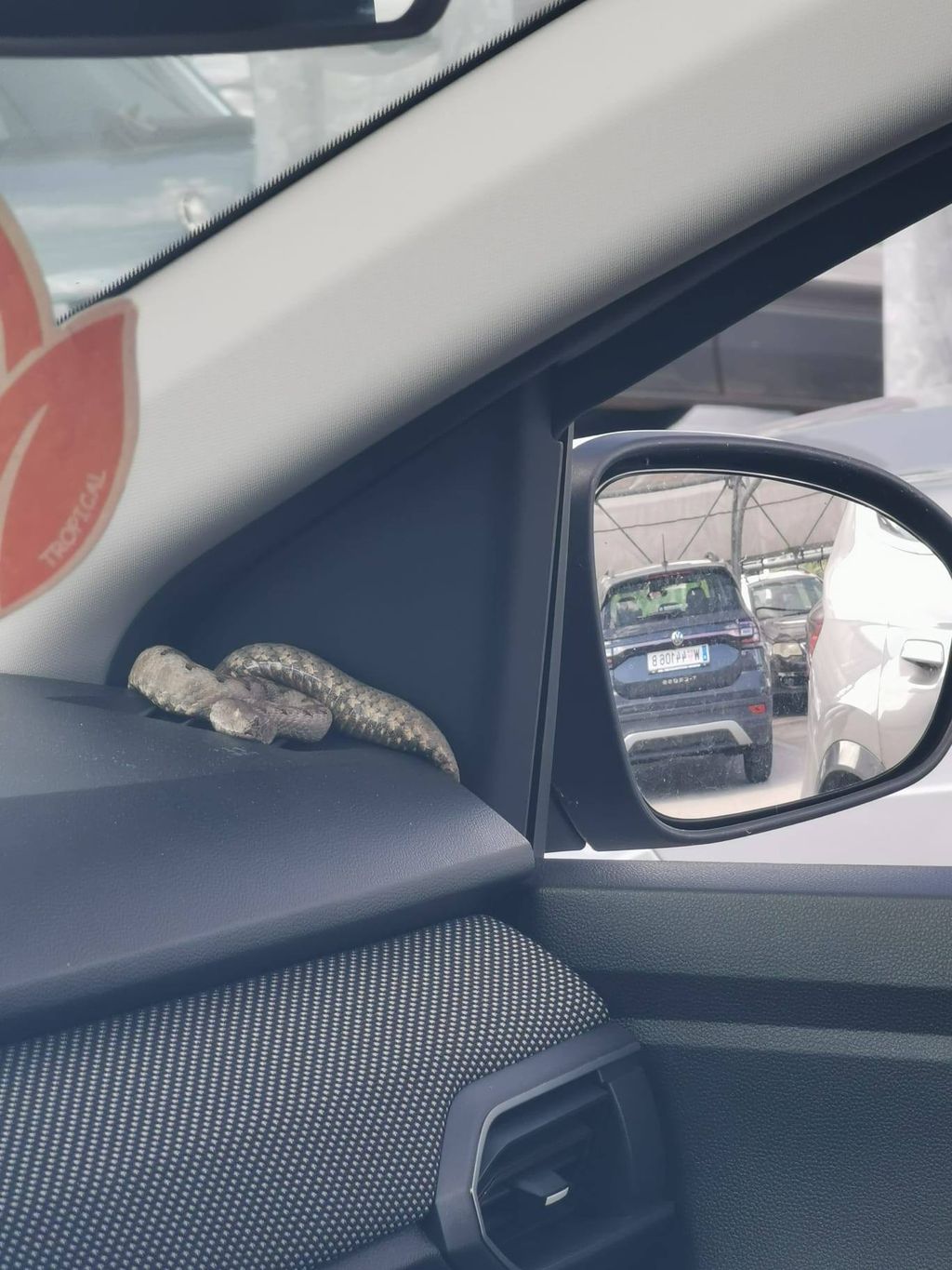 Zmija u automobilu u Bujama