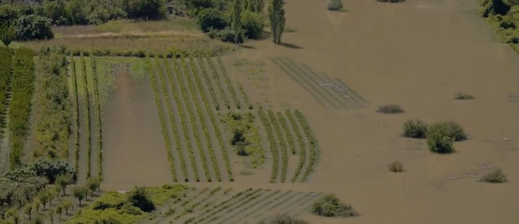 Kiša potopila vinograde - 1