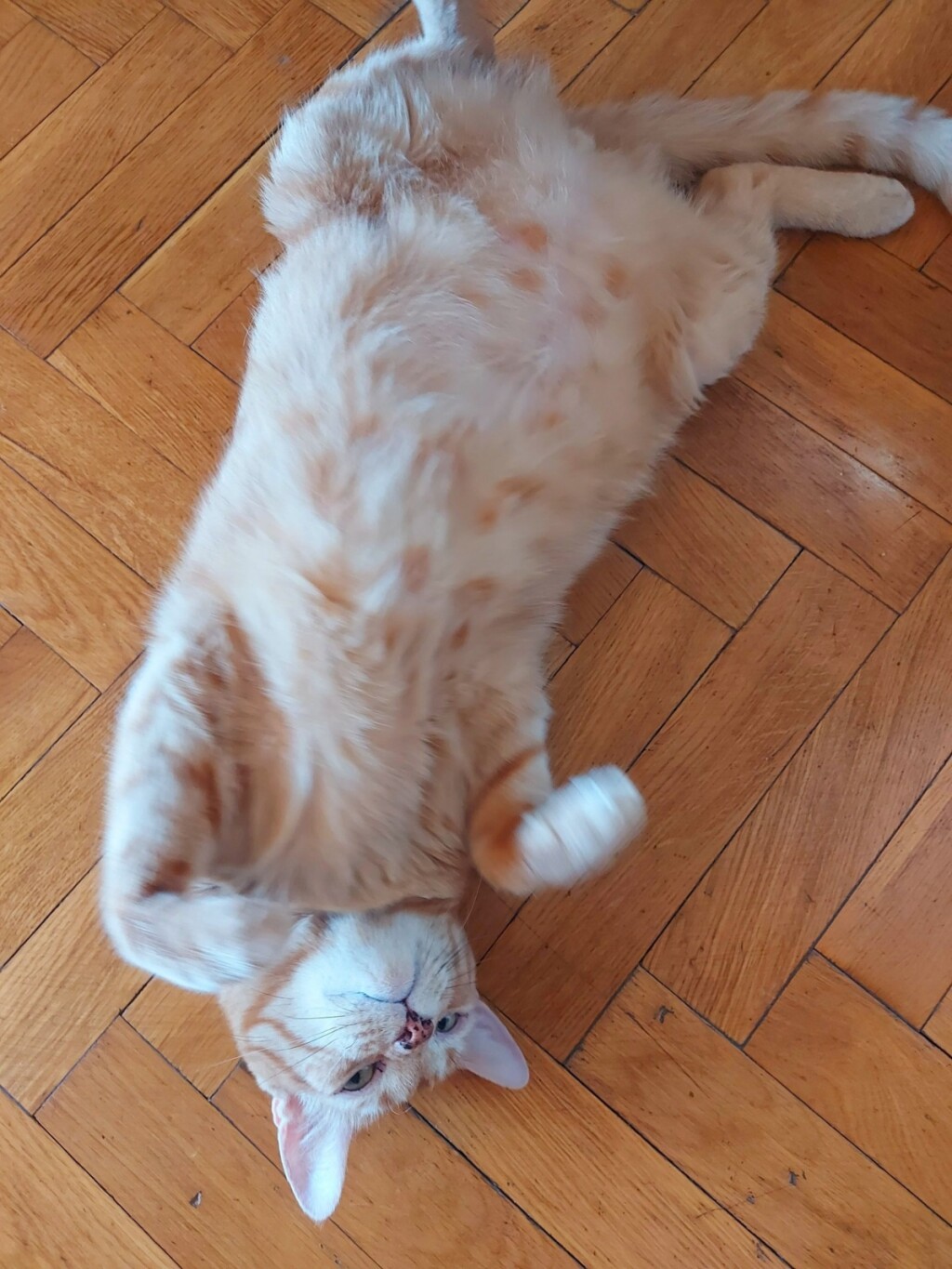 Narančaste mačke naših čitateljica