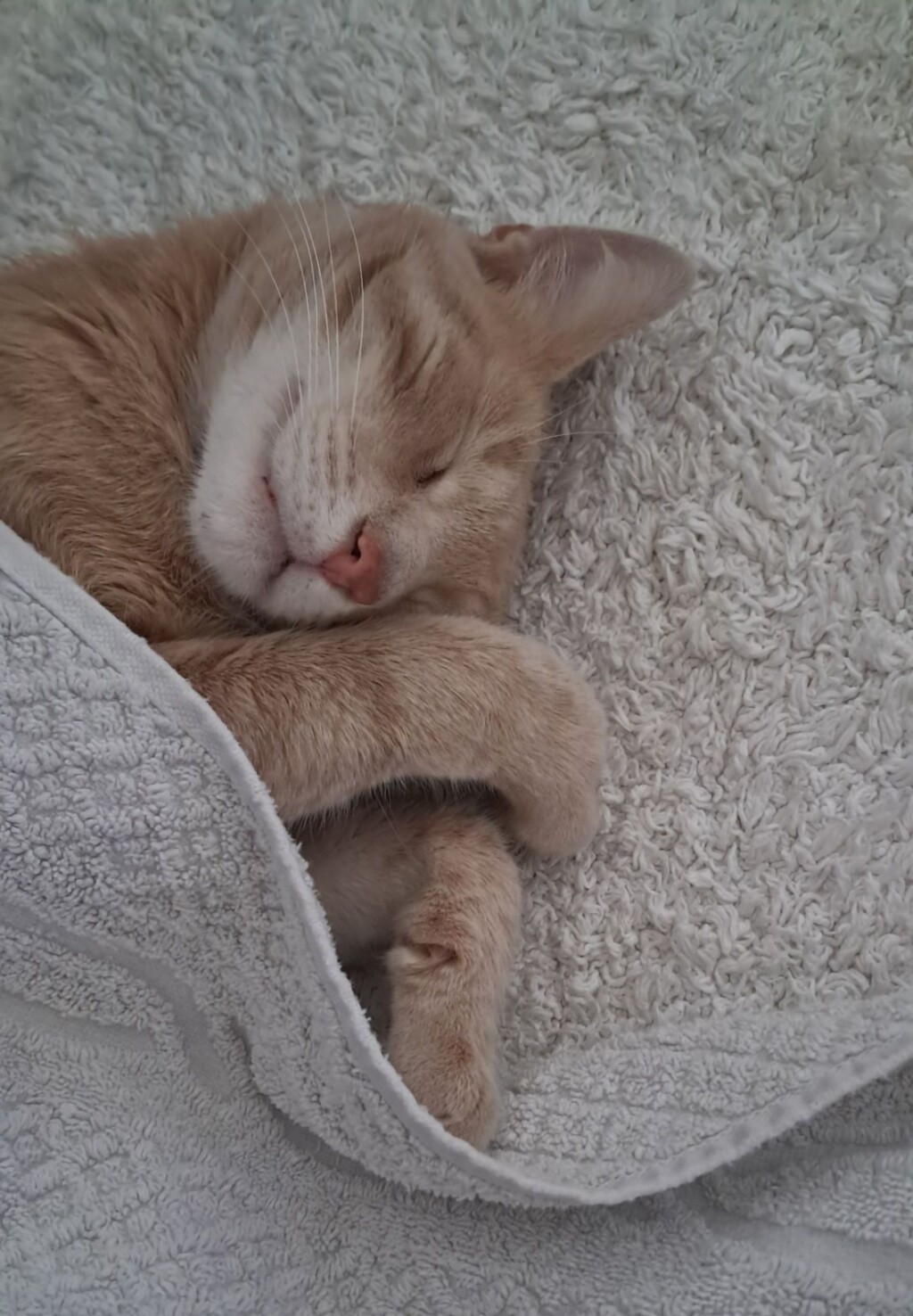 Narančaste mačke naših čitateljica