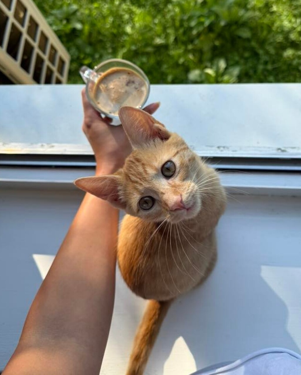 Narančaste mačke naših čitateljica