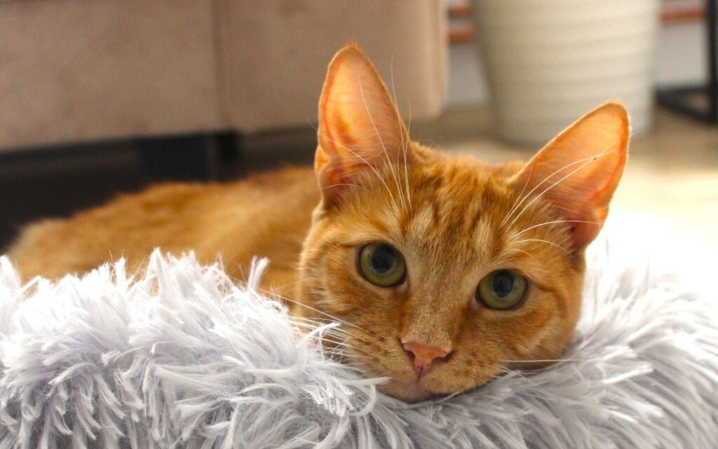 Narančaste mačke naših čitateljica