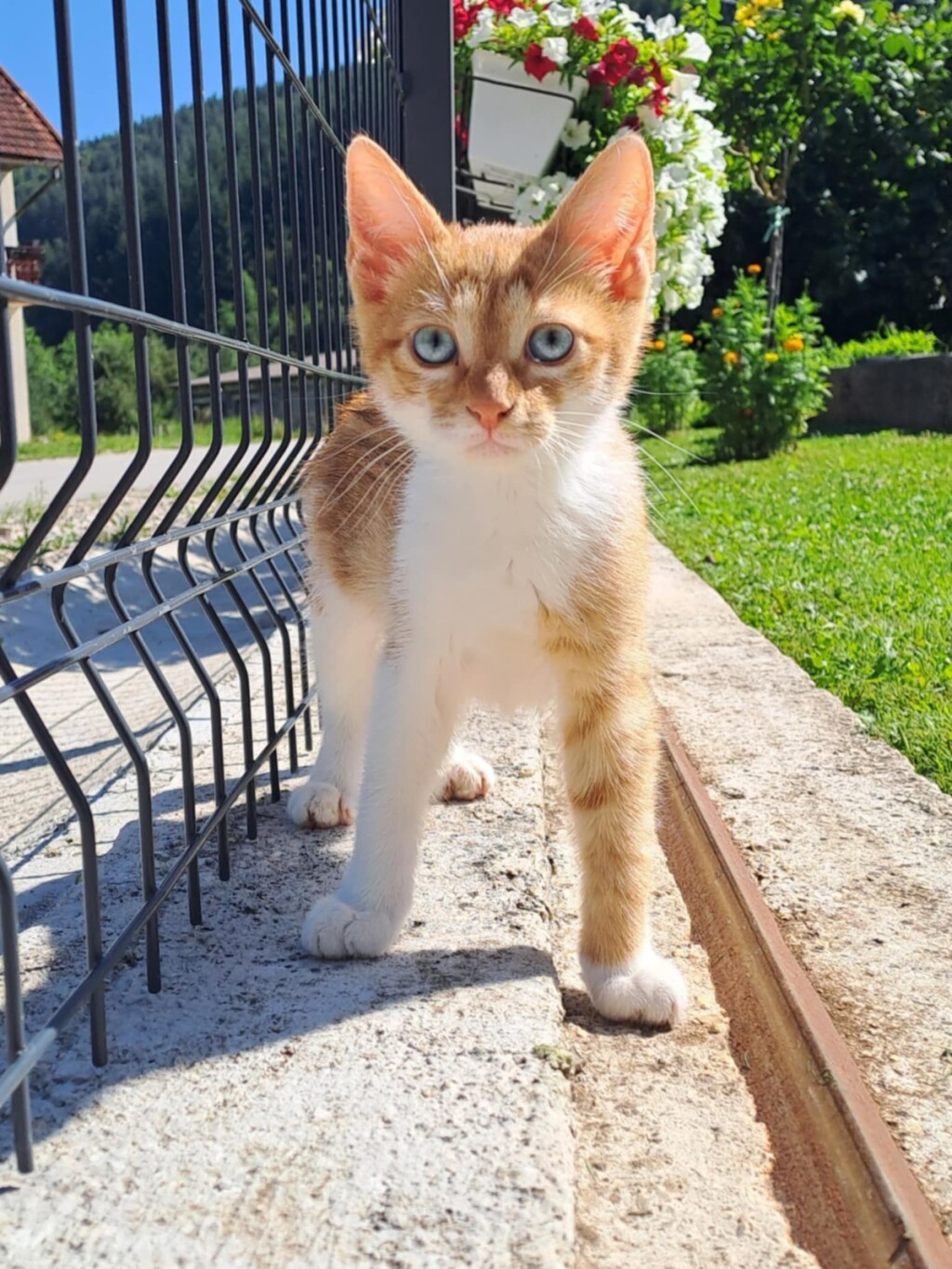 Narančaste mačke naših čitateljica