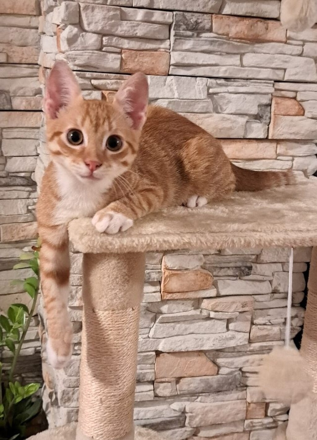 Narančaste mačke naših čitateljica