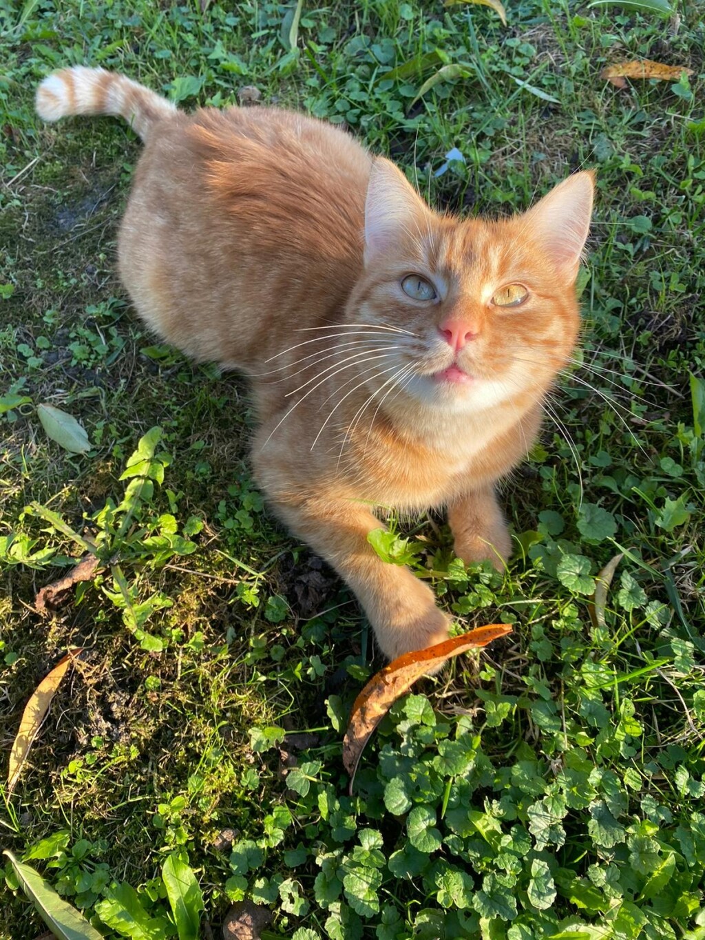 Narančaste mačke naših čitateljica