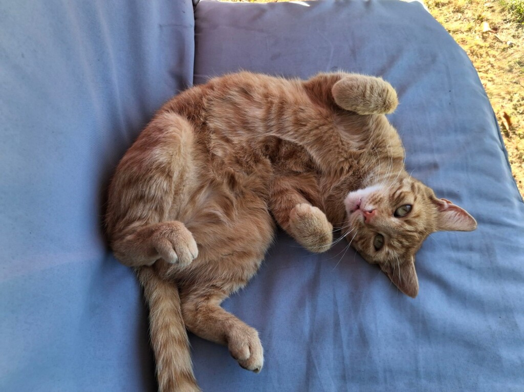 Narančaste mačke naših čitateljica