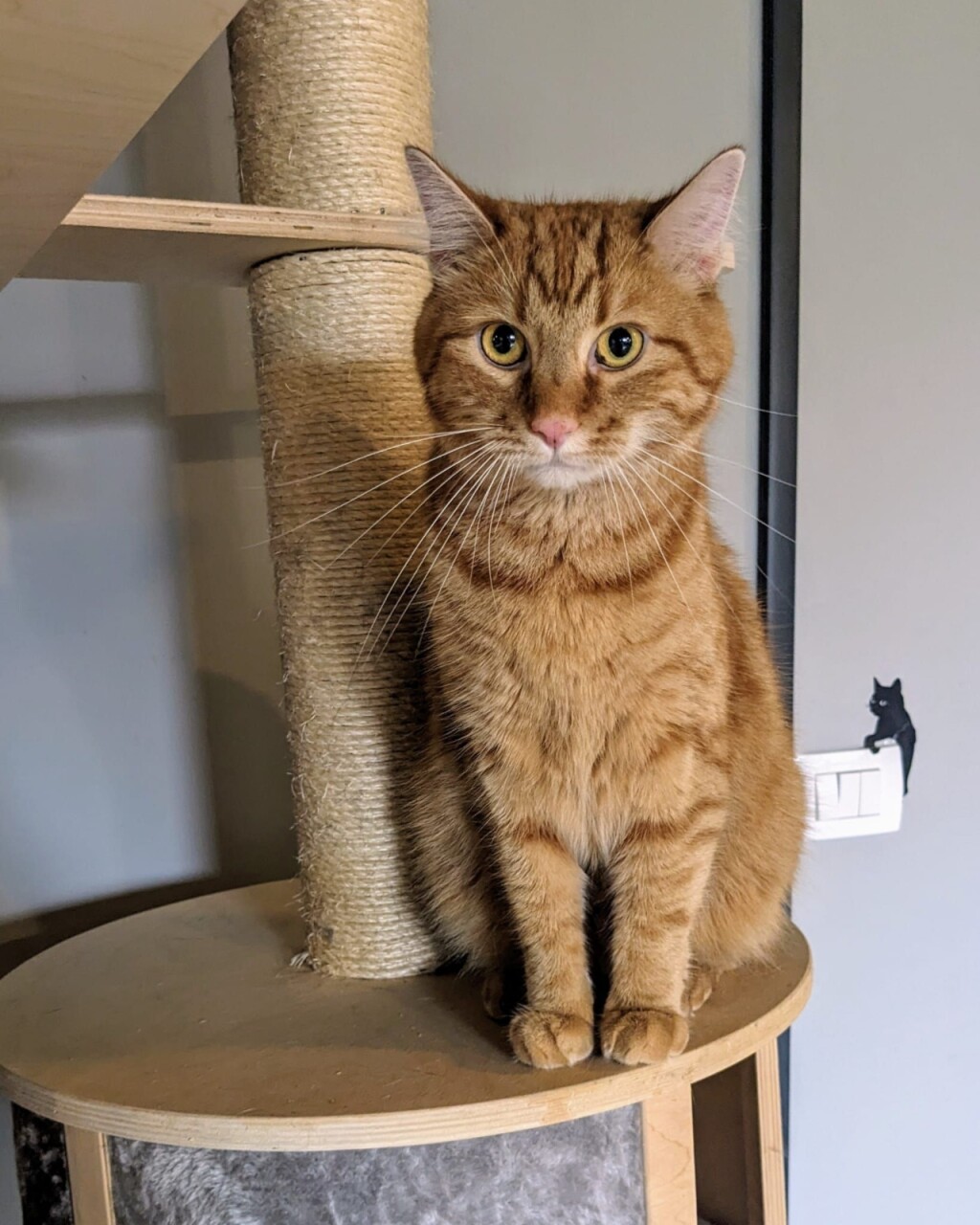 Narančaste mačke naših čitateljica