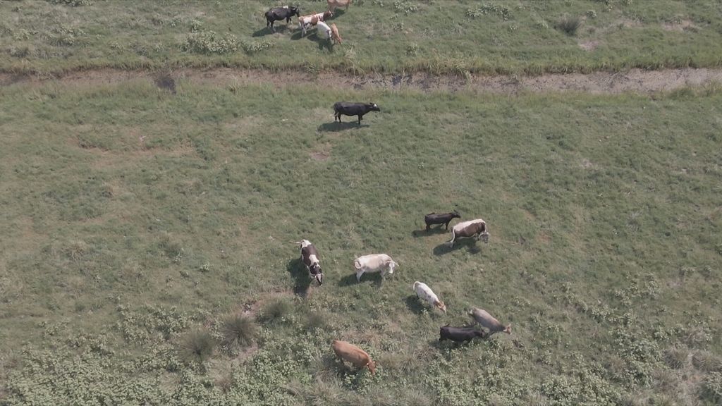 Uginula stoka kod Opuzena - 3