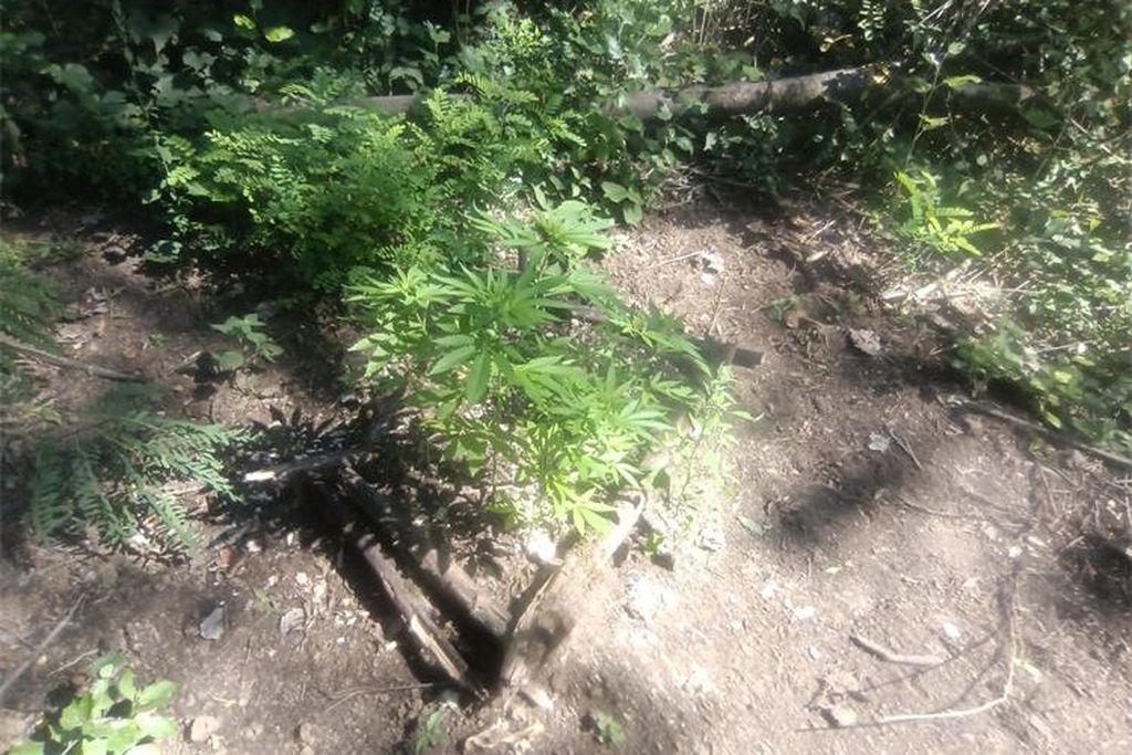 Šumski put, ilustracija