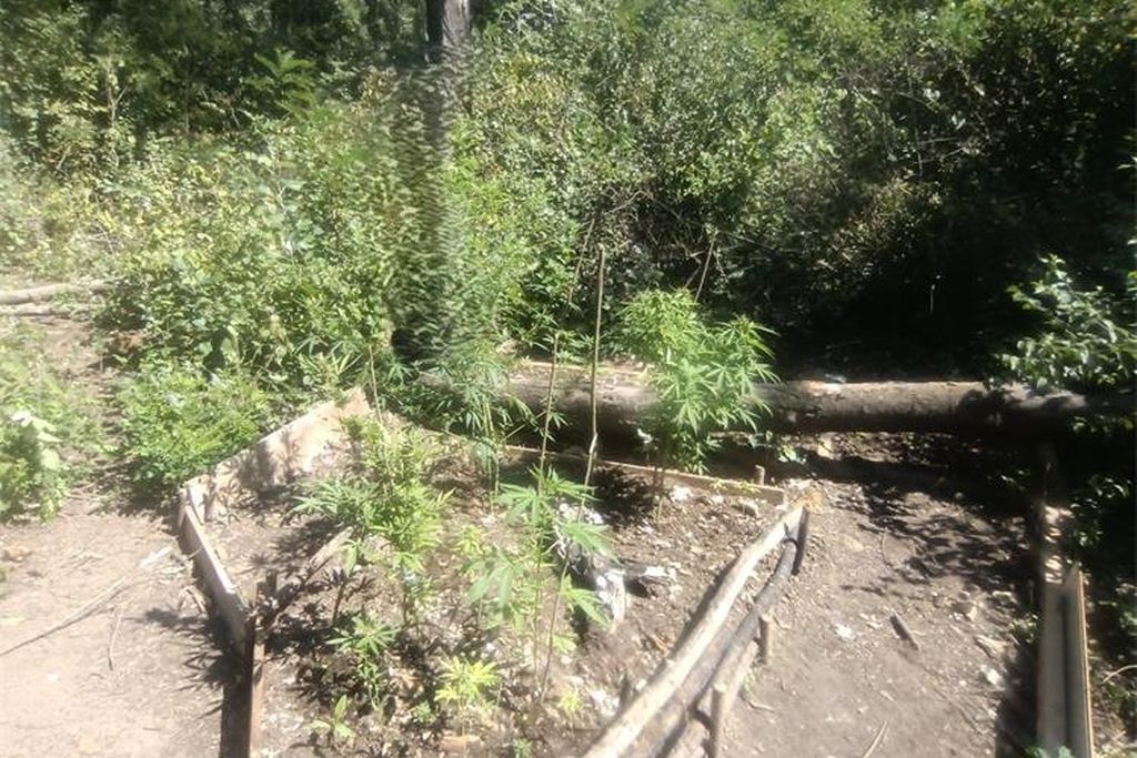 Šumski put, ilustracija