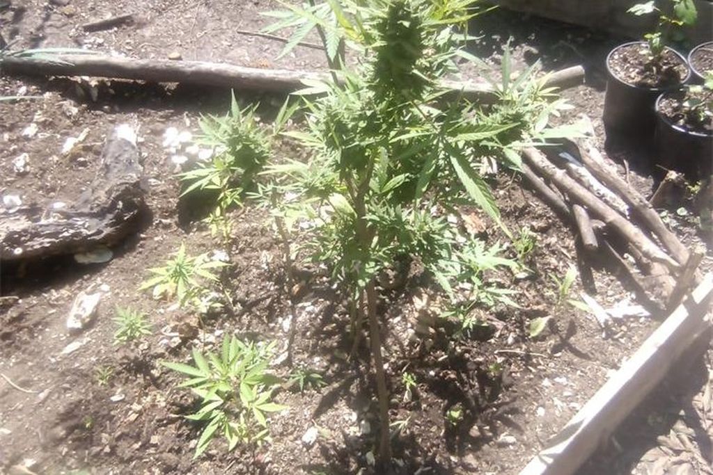 Šumski put, ilustracija