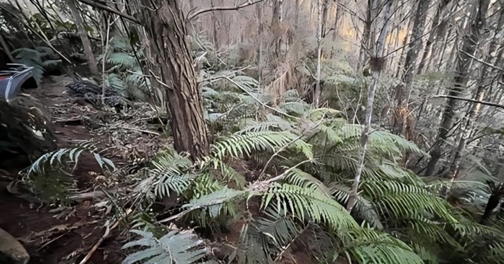 Kamp Toma Phillipsa na Novom Zelandu - 4