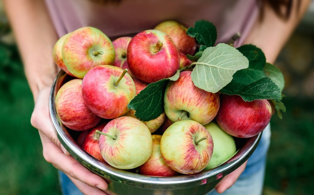 Neke voćke važno je posaditi u rujnu