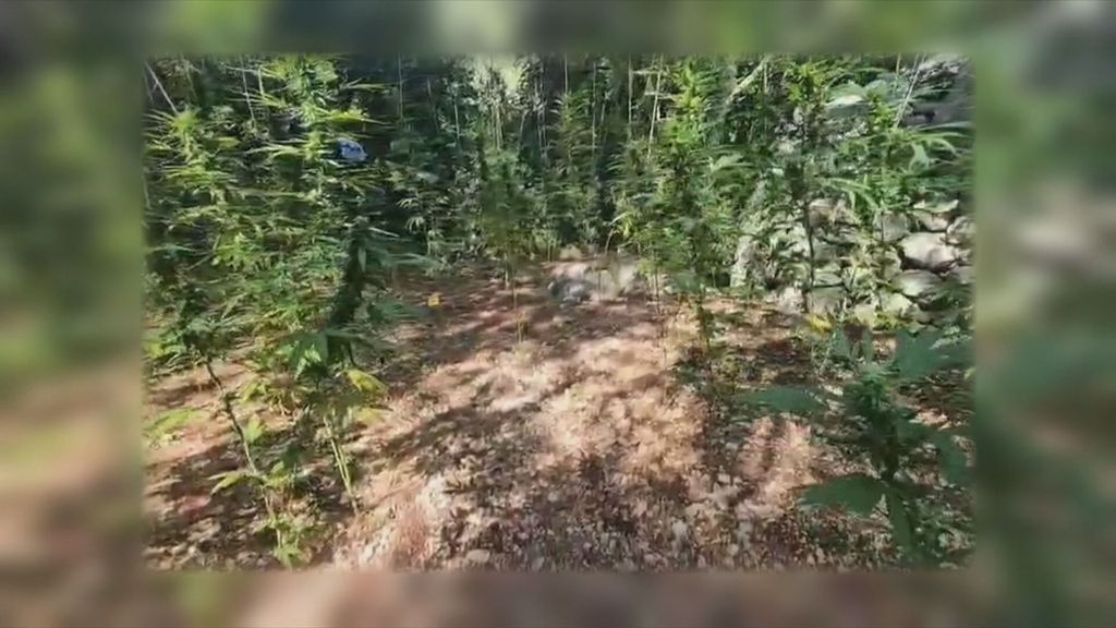 Plantaža marihuane - 1