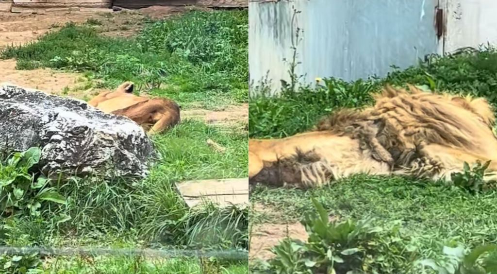 Lav u zoološkom vrtu