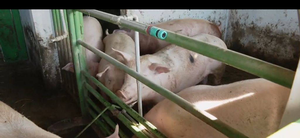 Afrička svinjska kuga se širi - 5