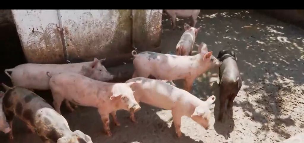 Afrička svinjska kuga se širi - 5