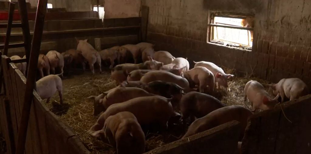 Širi se Afrička svinjska kuga - 3