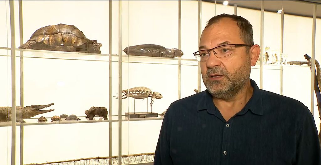 Prvo gnijezdo glavatih želva u Hrvatskoj - 2