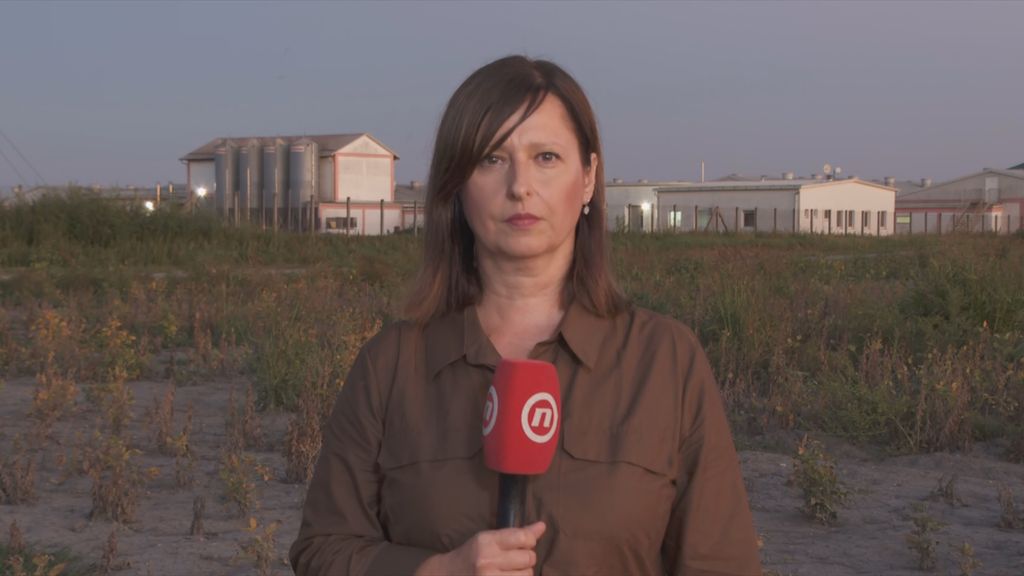 Hrvatska pred najvećom eutanazijom svinja - 4