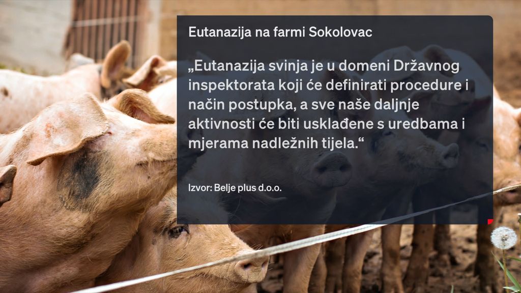 Eutanazija svinja - 1