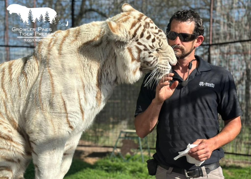 Ryan Easley s tigrovima