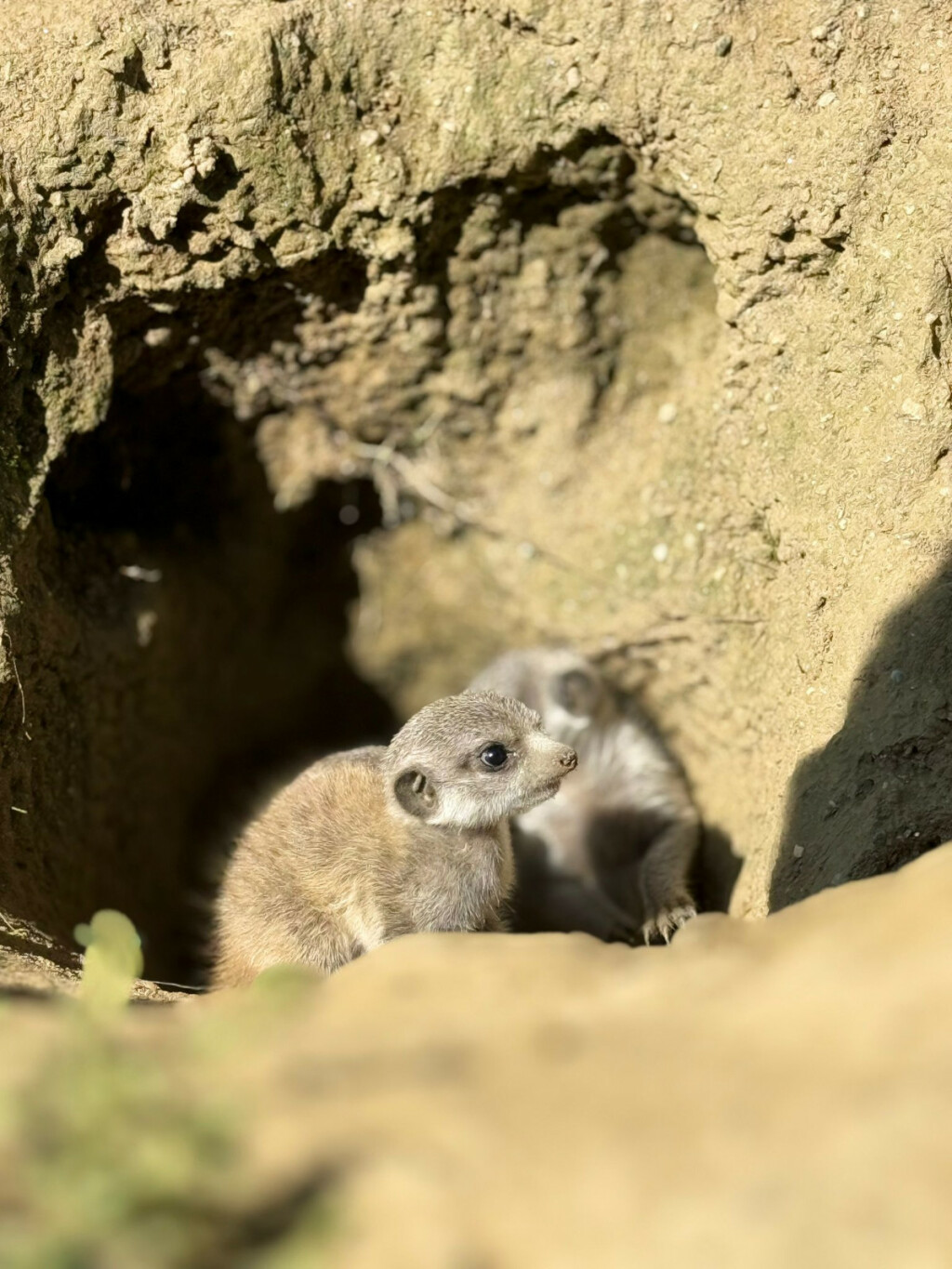 Bebe merkati najslađe su trojke u Zoološkom vrtu Grada Zagreba