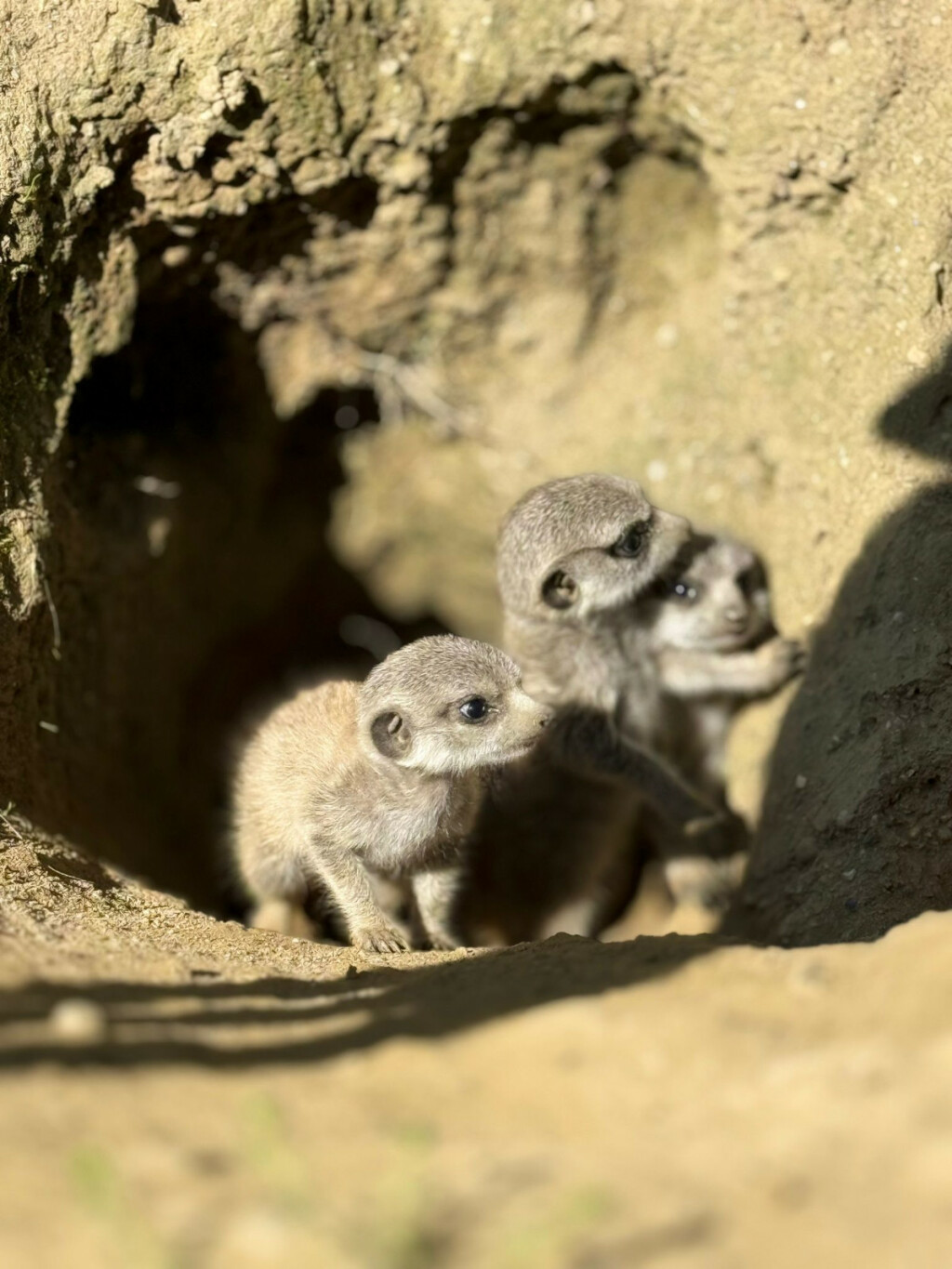 Bebe merkati najslađe su trojke u Zoološkom vrtu Grada Zagreba - 3