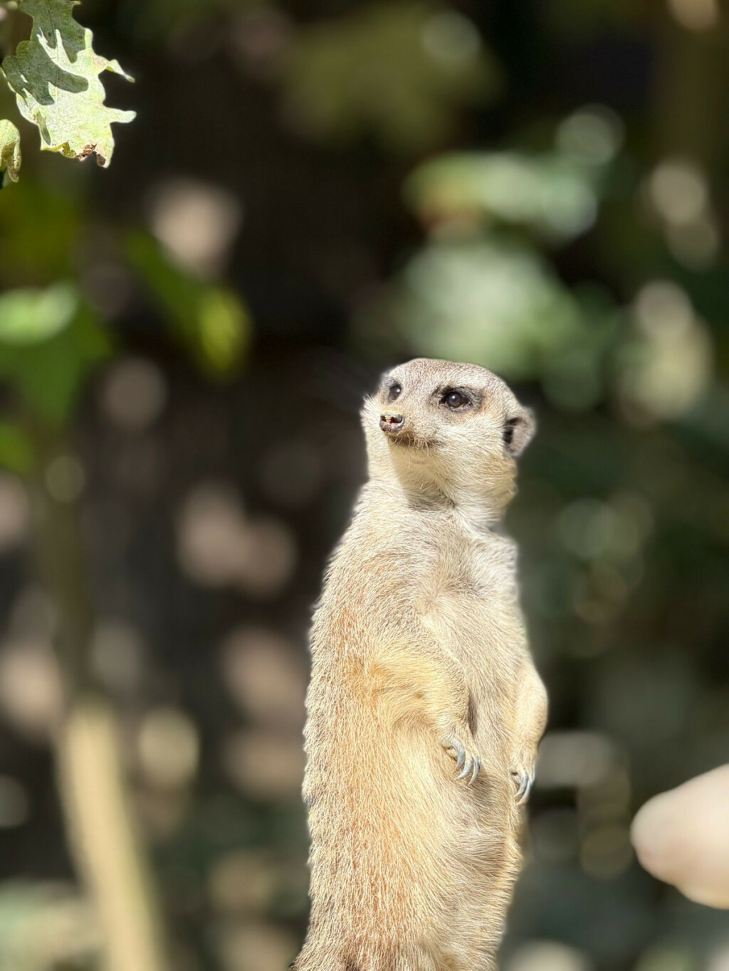 Bebe merkati najslađe su trojke u Zoološkom vrtu Grada Zagreba - 5