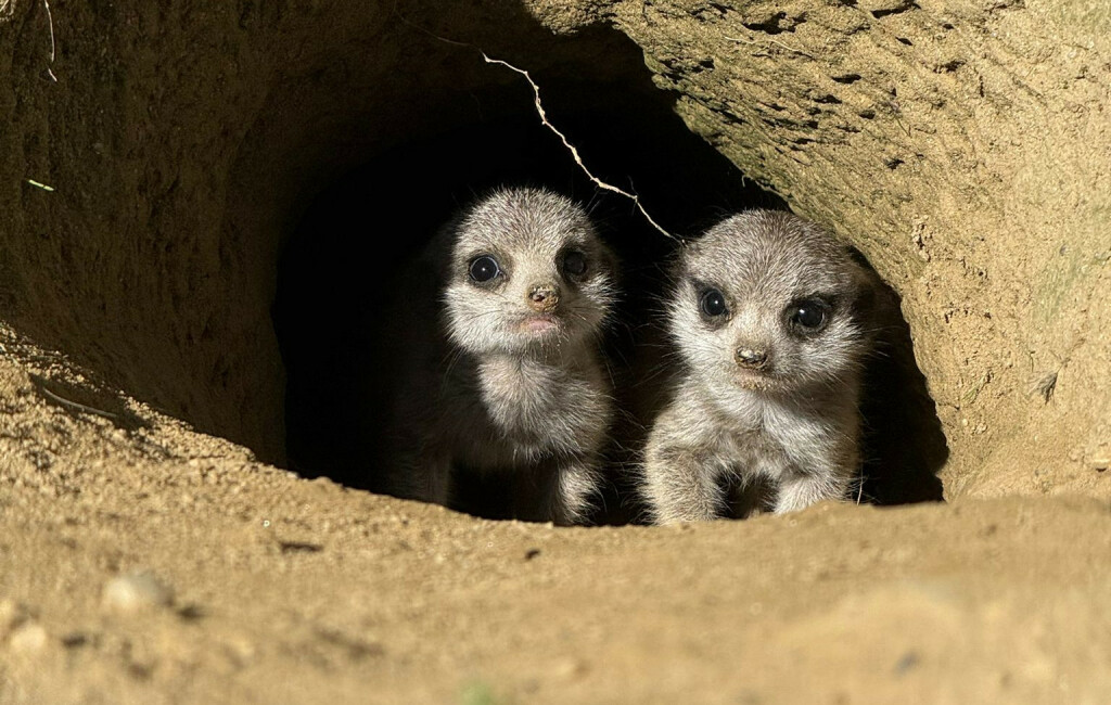 Bebe merkati najslađe su trojke u Zoološkom vrtu Grada Zagreba - 7