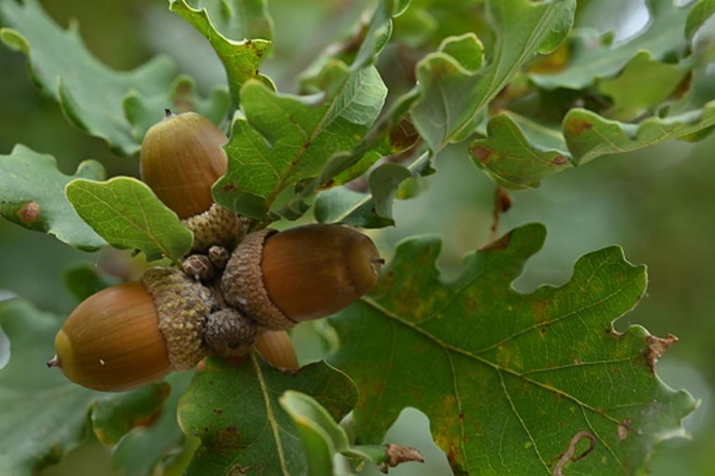 Hrastova šuma, ilustracija